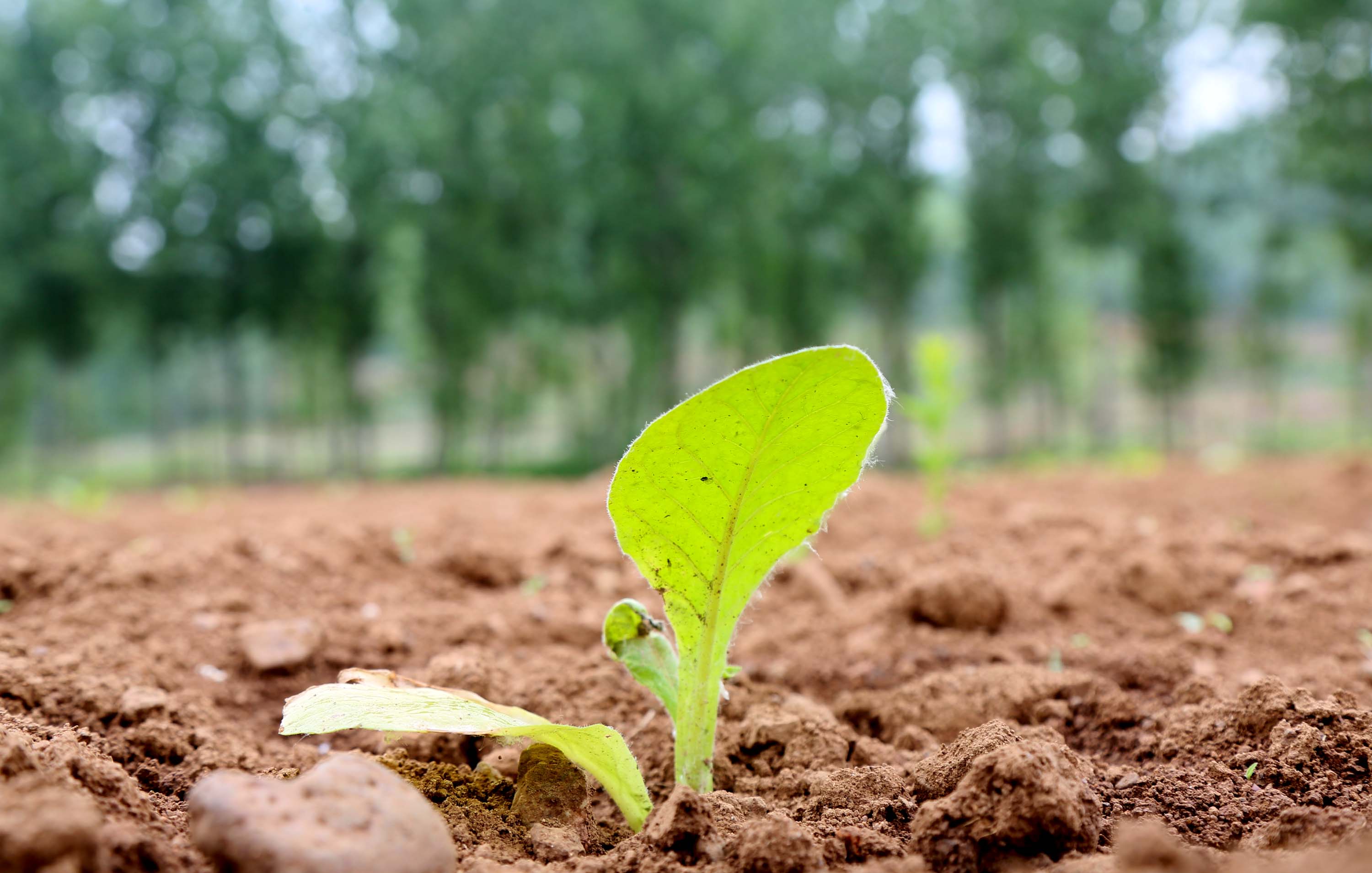 为移栽烟苗施肥太平村烟农在给刚移栽好烟苗覆盖地膜