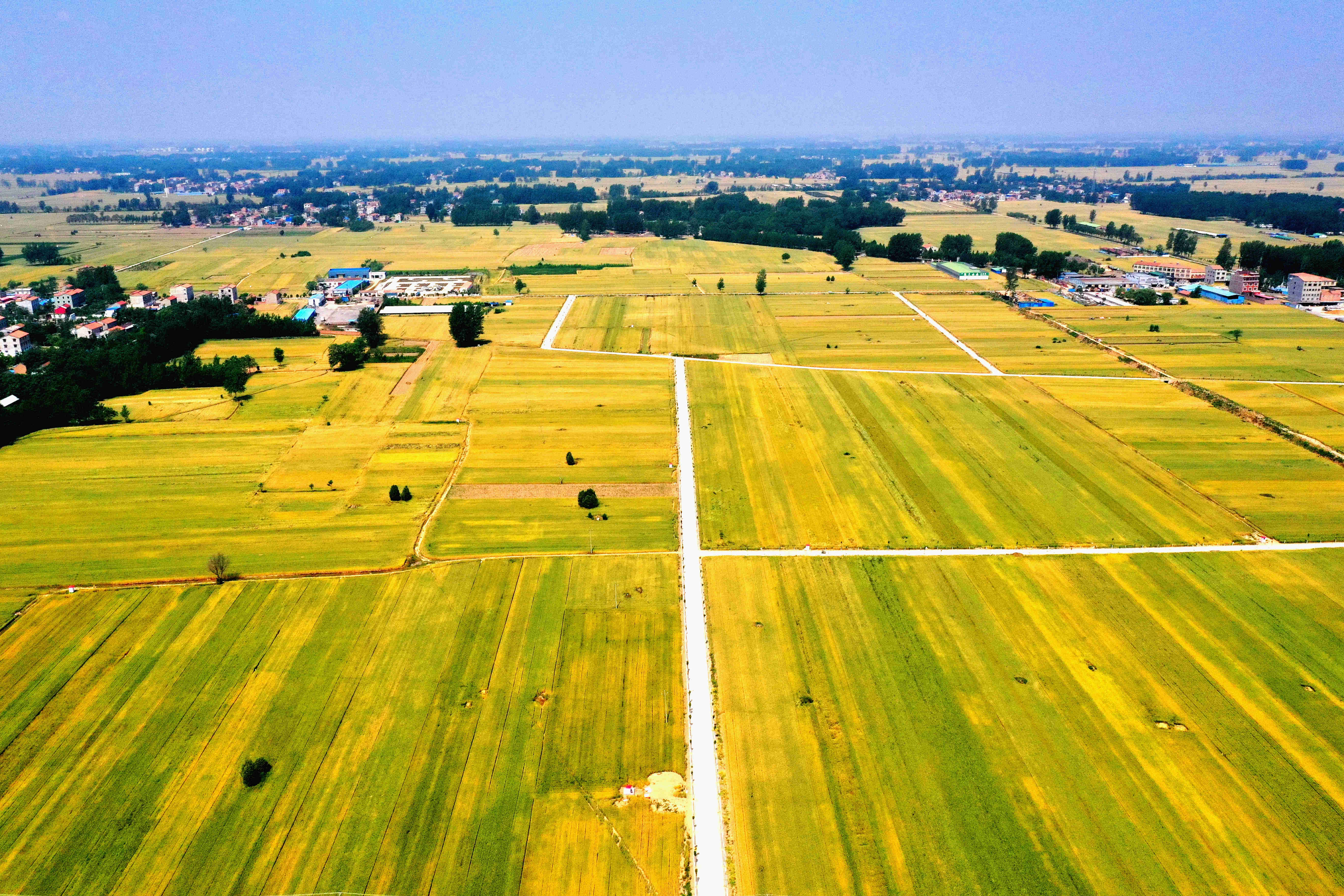 图说|宁陵:高标准农田小麦丰收在望