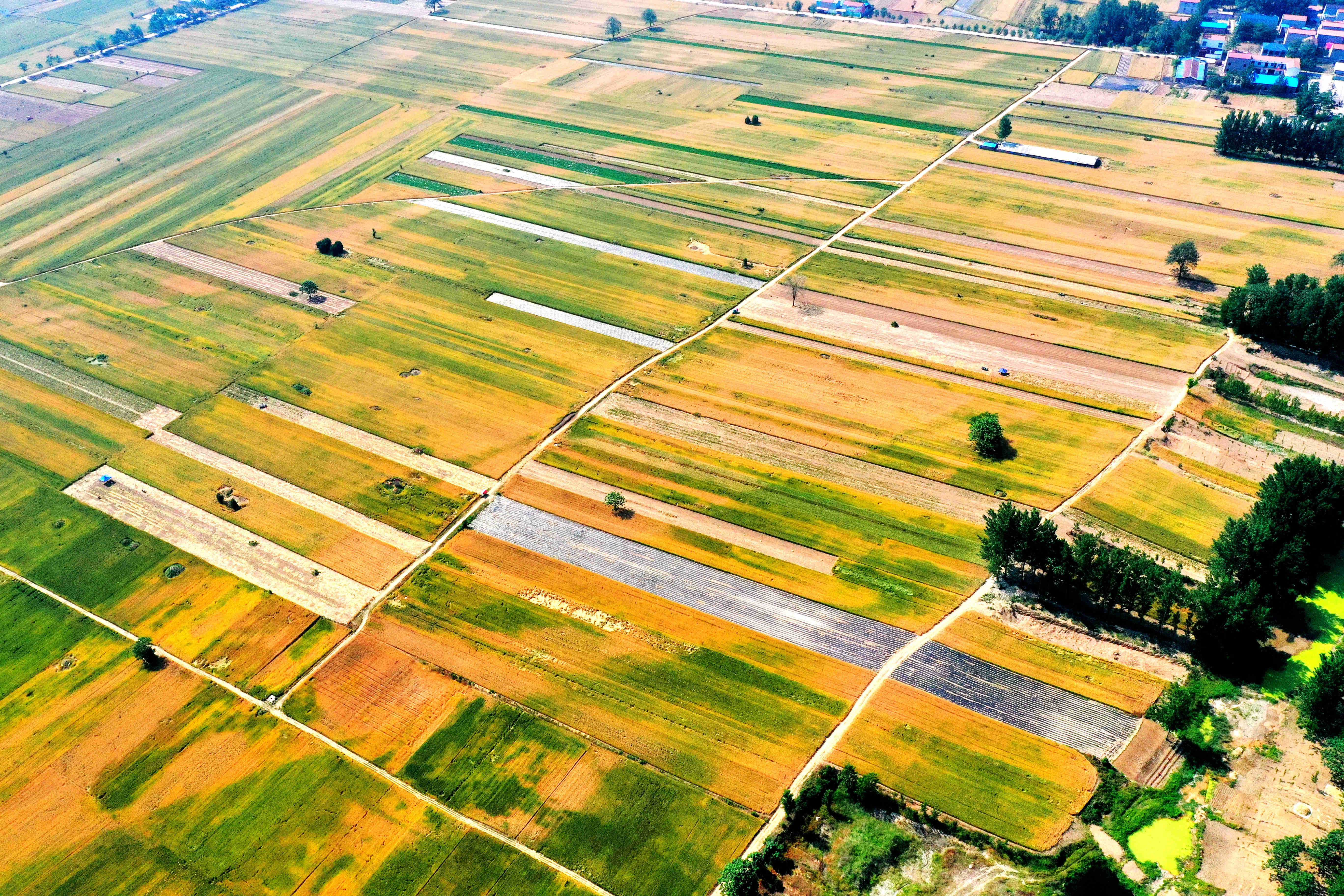 图说|宁陵:高标准农田小麦丰收在望