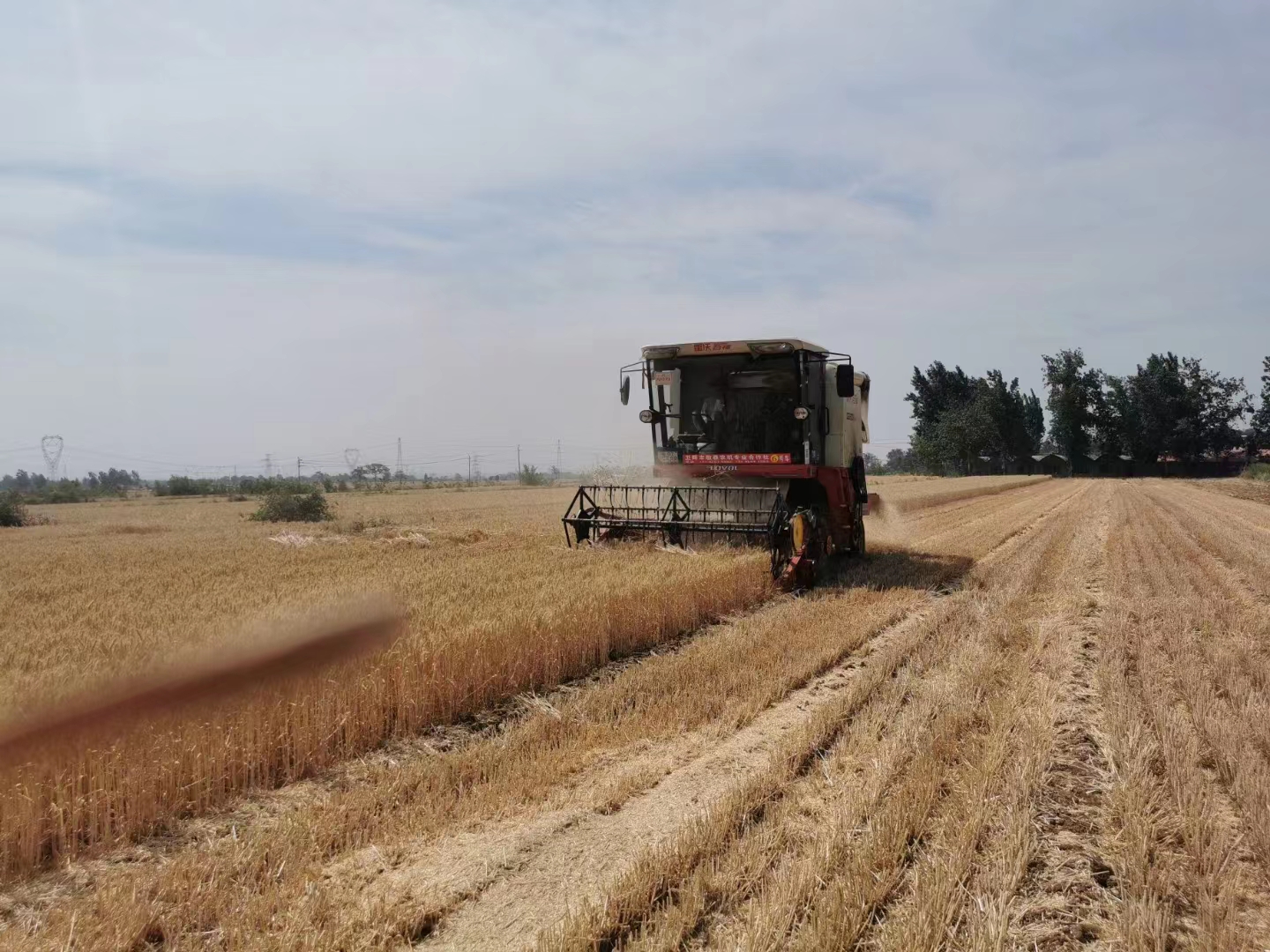 非常之年战三夏｜大灾之后喜迎丰收！卫辉抢种的50万亩小麦开始收割啦