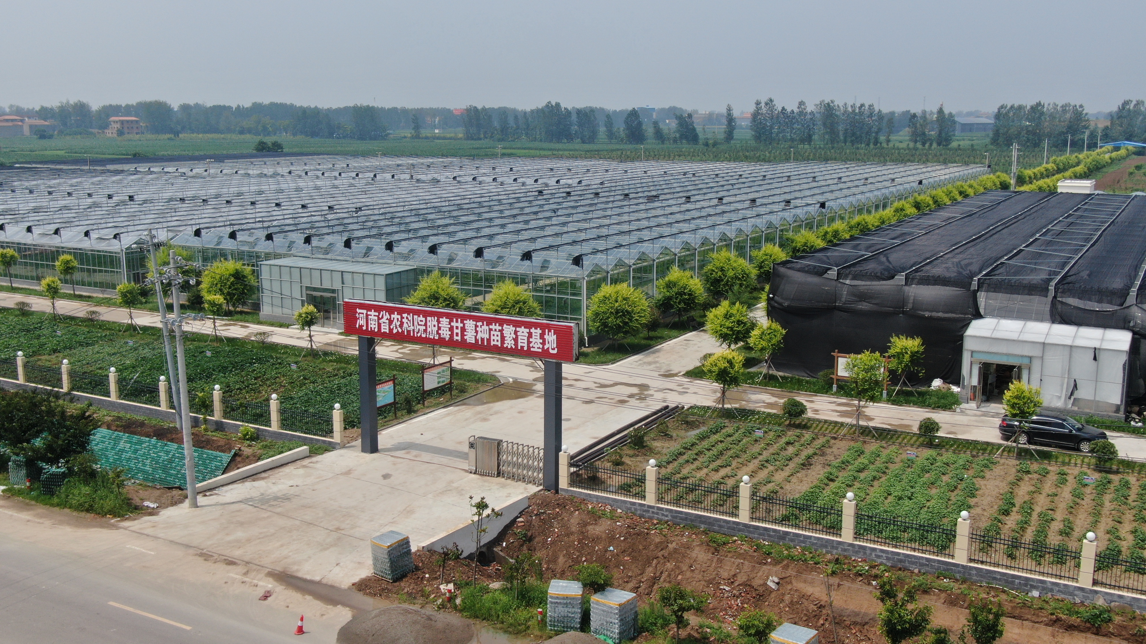 国家农业高新技术产业示范区甘薯育苗基地河南日报客户端记者 方化祎