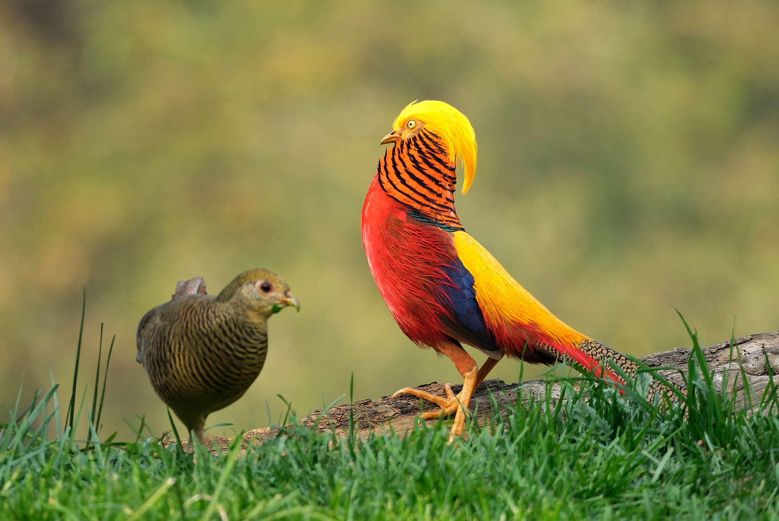 红腹锦鸡又名金鸡,是国家二级保护野生动物,雄鸟羽色艳丽,光彩夺目