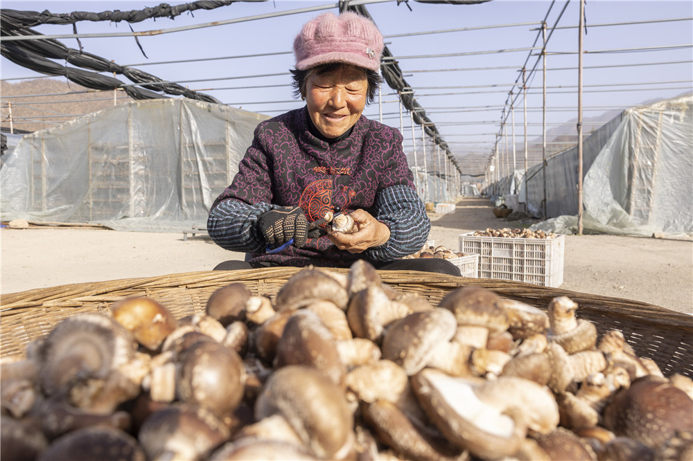 绸子村村民正在修剪香菇.jpg