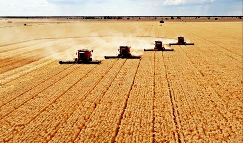 河南小麦种业创新突破两大“卡脖子”难题：一抗“小麦癌症”赤霉病，二补面条馒头“高分品种”短板