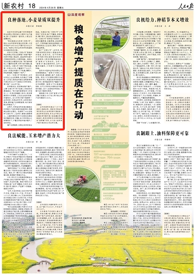 央媒观豫 | 人民日报：良种落地，小麦量质双提升
