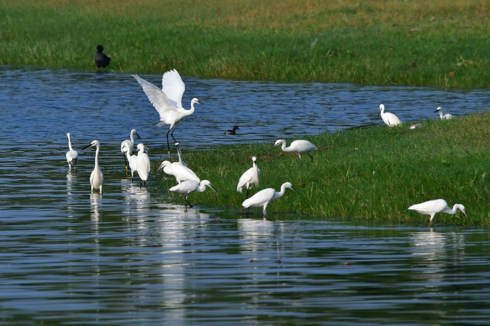 環(huán)境 濕地 河流 水鳥_20240712115603.jpg