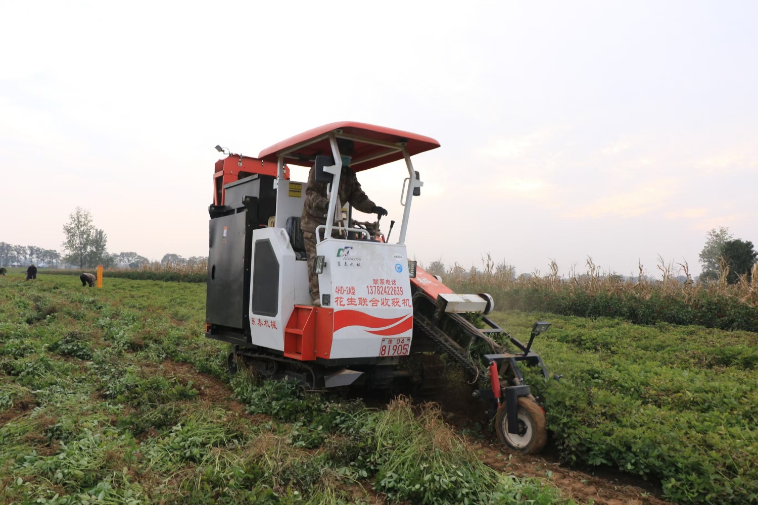 1,王集乡的光阳农作物种植专业合作社花生种植基地里,收获机在田间